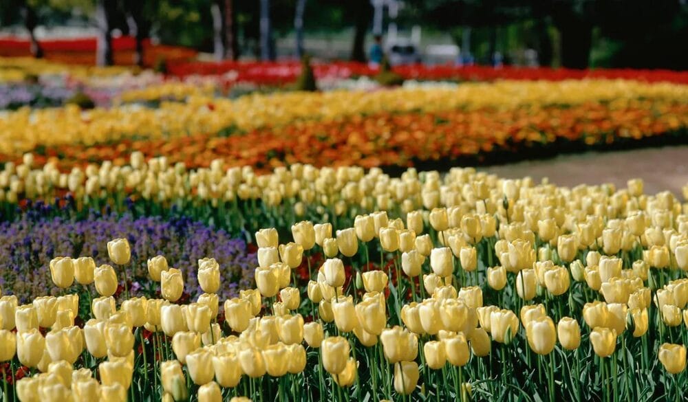 Lễ hội hoa Floriade là một trong những sự kiện lễ hội lớn nhất nước Úc 