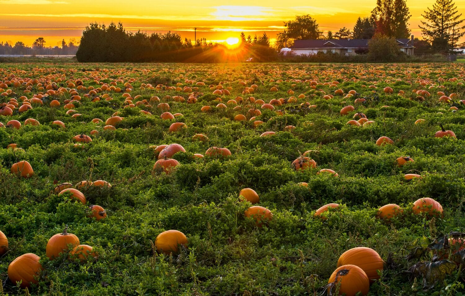 Cập nhật Chính sách định cư tỉnh bang British Columbia mới nhất 2026