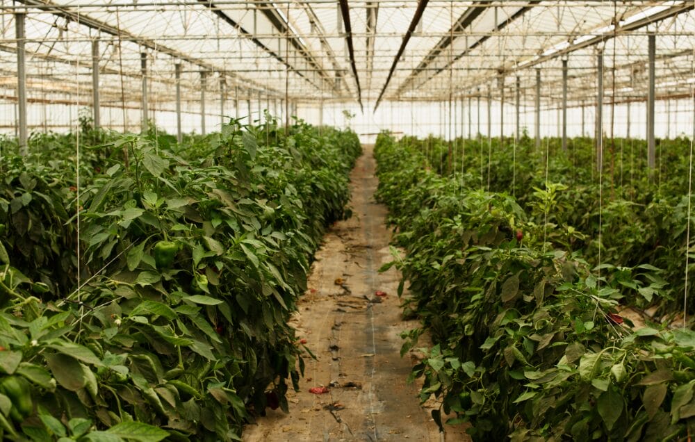 Visa định cư Úc diện tay nghề: So sánh toàn diện các loại visa làm farm