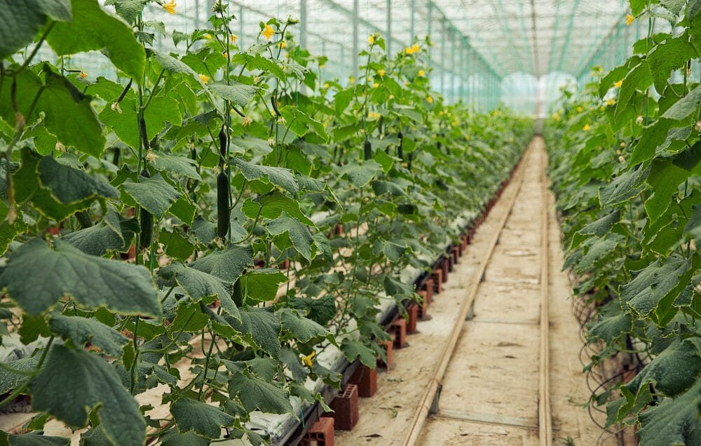 Chương trình định cư Úc diện tay nghề: Định cư Úc job Farm đang tuyển dụng mới nhất tháng 6/2025