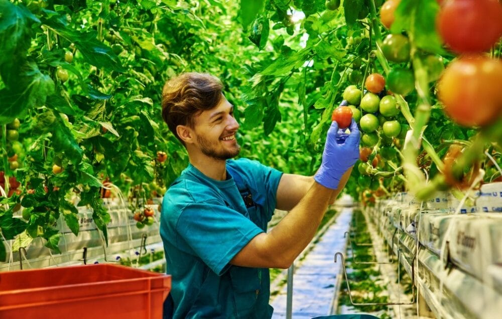 Định cư Úc diện tay nghề: Cần lưu ý gì nếu chọn công việc farm để xin thường trú nhân?